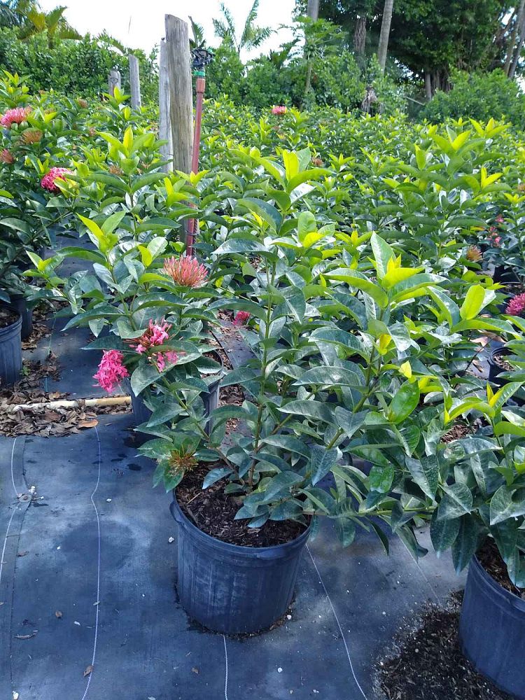 ixora-coccinea-nora-grant-flame-of-the-woods-jungle-flame-jungle-geranium
