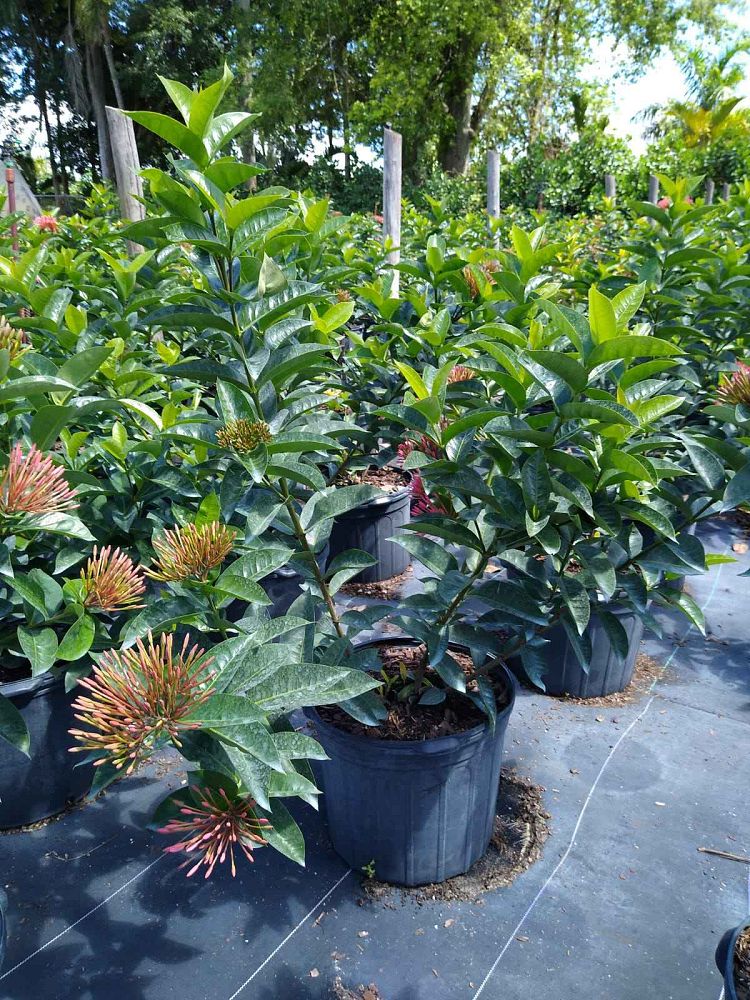 ixora-coccinea-nora-grant-flame-of-the-woods-jungle-flame-jungle-geranium