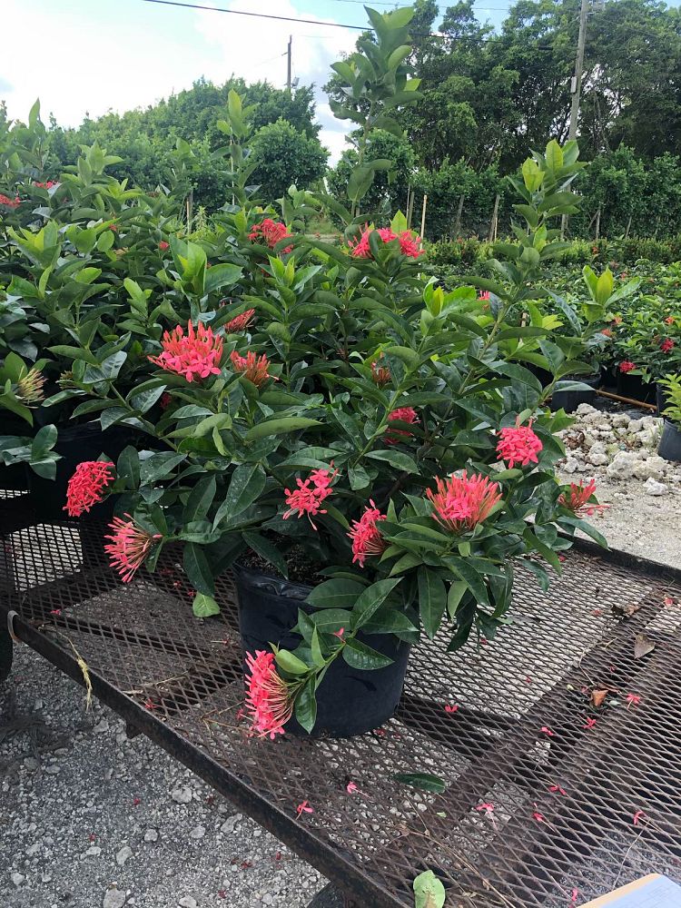 ixora-coccinea-nora-grant-flame-of-the-woods-jungle-flame-jungle-geranium