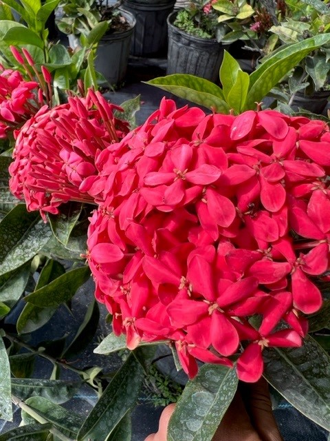 ixora-coccinea-nora-grant-flame-of-the-woods-jungle-flame-jungle-geranium