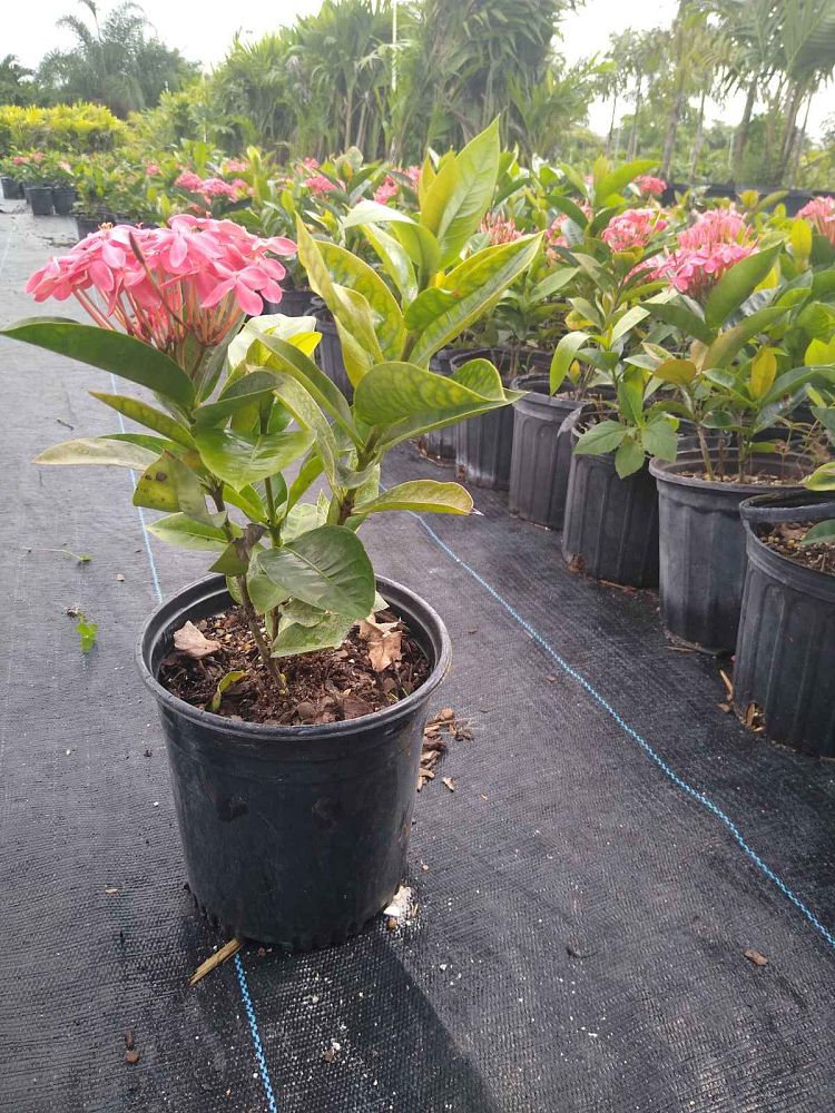 ixora-coccinea-nora-grant-flame-of-the-woods-jungle-flame-jungle-geranium