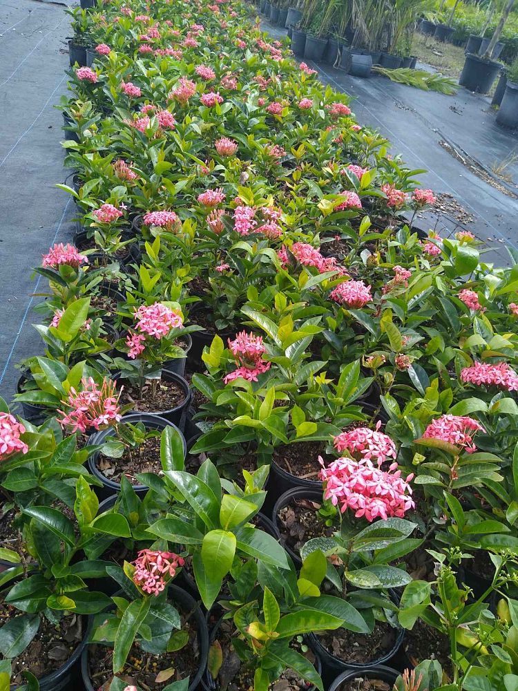 ixora-coccinea-nora-grant-flame-of-the-woods-jungle-flame-jungle-geranium