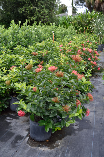 ixora-coccinea-nora-grant-flame-of-the-woods-jungle-flame-jungle-geranium