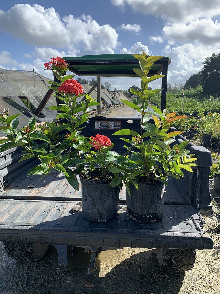 ixora-coccinea-nora-grant-flame-of-the-woods-jungle-flame-jungle-geranium