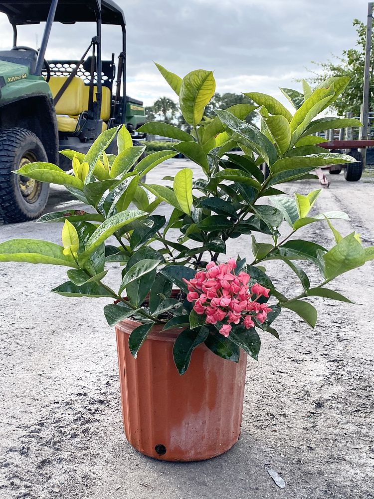 ixora-coccinea-nora-grant-flame-of-the-woods-jungle-flame-jungle-geranium