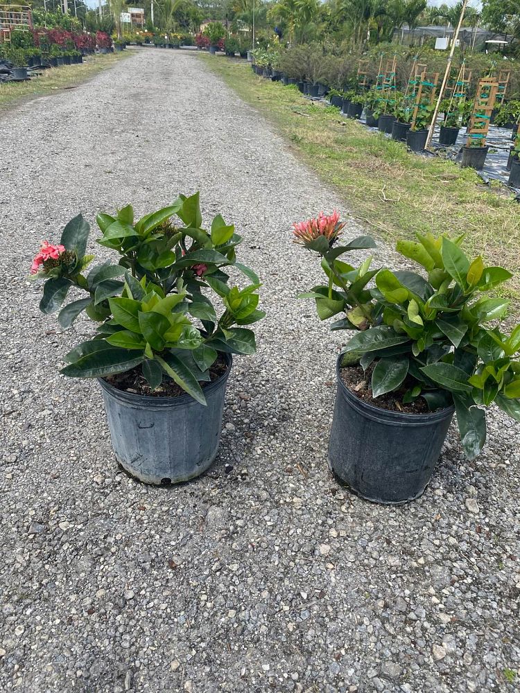 ixora-coccinea-nora-grant-flame-of-the-woods-jungle-flame-jungle-geranium