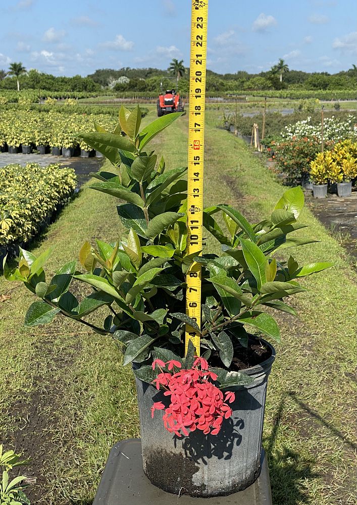 ixora-coccinea-nora-grant-flame-of-the-woods-jungle-flame-jungle-geranium