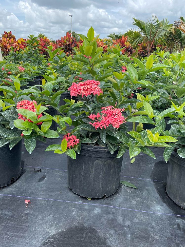ixora-coccinea-nora-grant-flame-of-the-woods-jungle-flame-jungle-geranium
