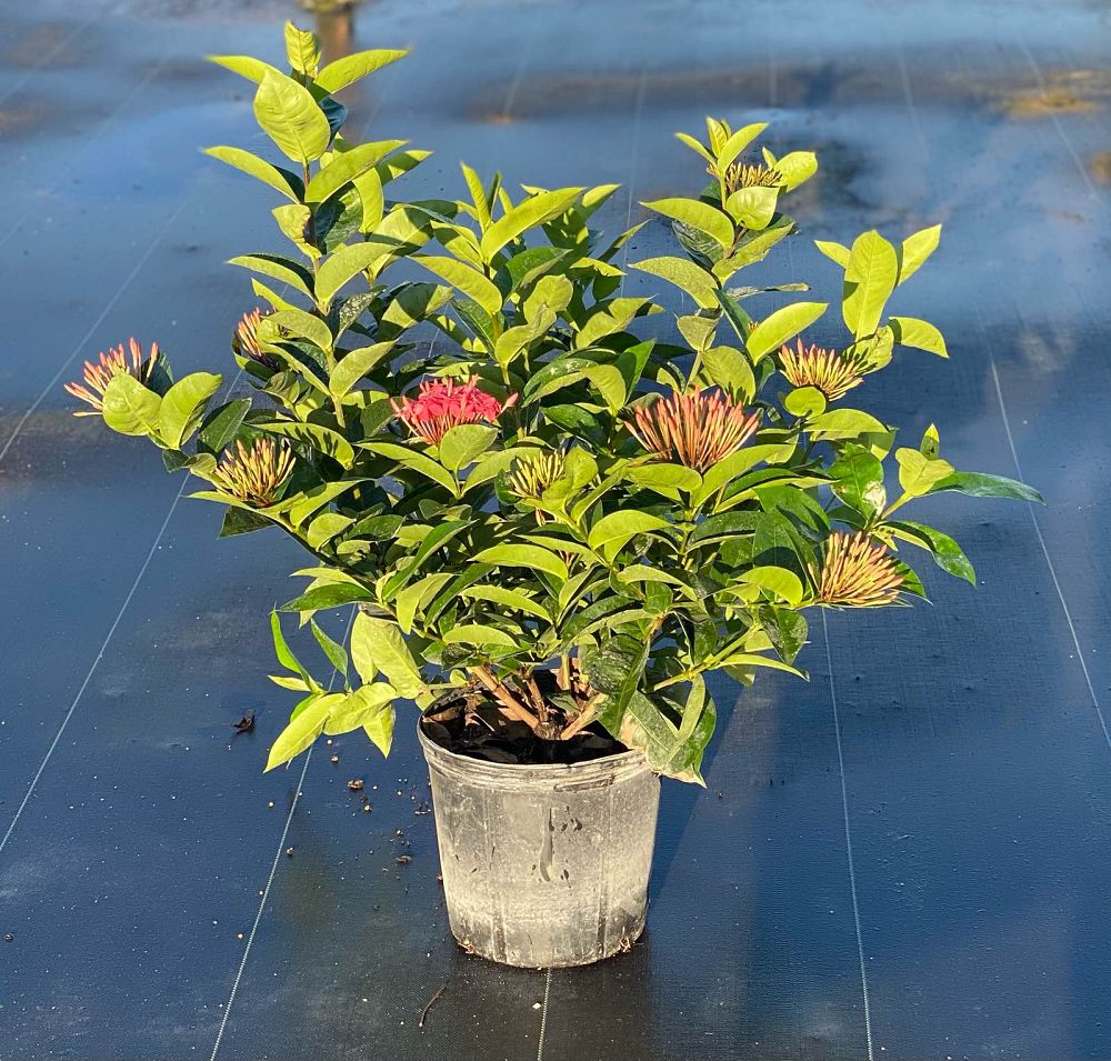 ixora-coccinea-nora-grant-flame-of-the-woods-jungle-flame-jungle-geranium