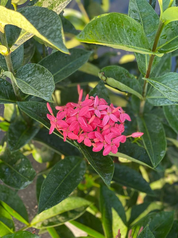 ixora-coccinea-nora-grant-flame-of-the-woods-jungle-flame-jungle-geranium