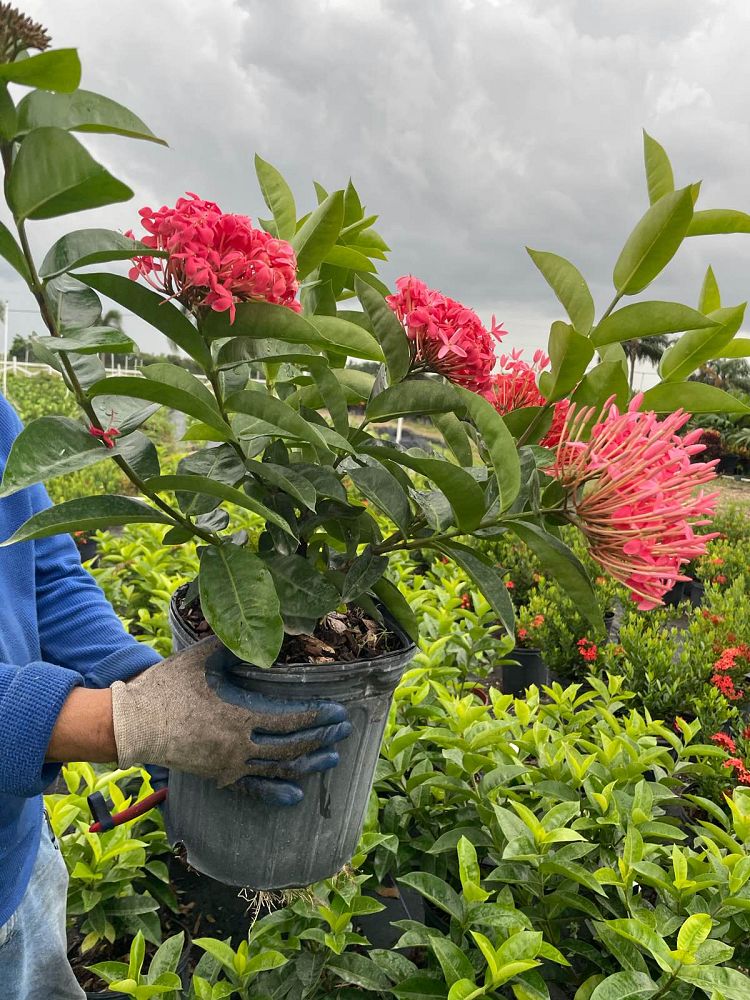 ixora-coccinea-nora-grant-flame-of-the-woods-jungle-flame-jungle-geranium