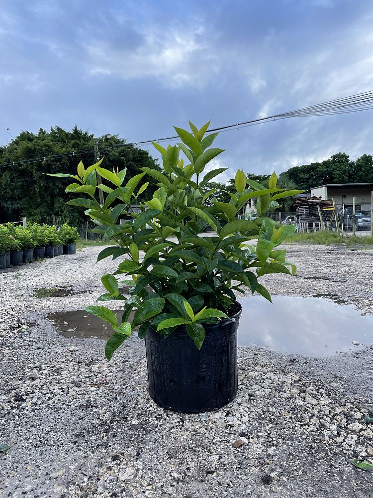 ixora-coccinea-nora-grant-flame-of-the-woods-jungle-flame-jungle-geranium