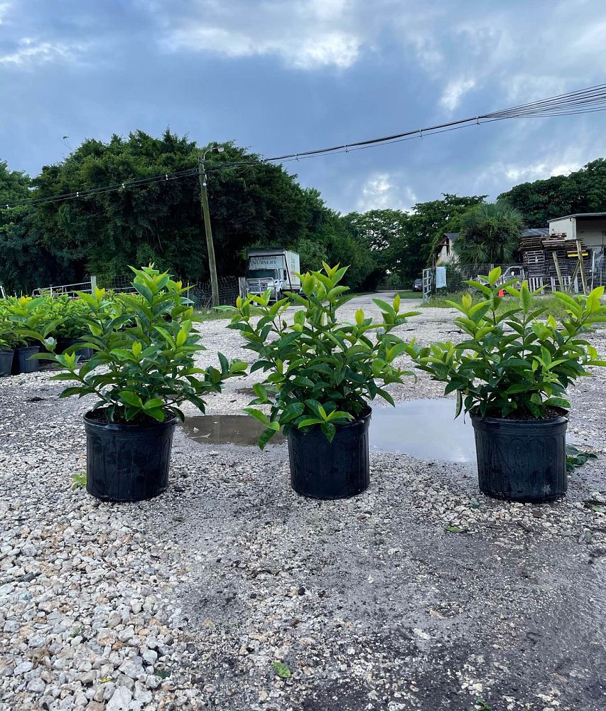 ixora-coccinea-nora-grant-flame-of-the-woods-jungle-flame-jungle-geranium