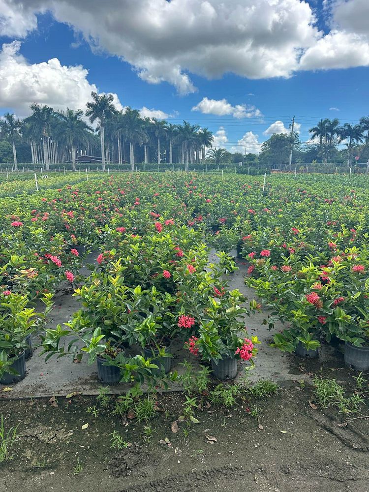 ixora-coccinea-nora-grant-flame-of-the-woods-jungle-flame-jungle-geranium
