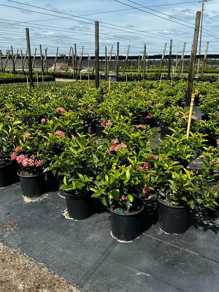 ixora-coccinea-nora-grant-flame-of-the-woods-jungle-flame-jungle-geranium