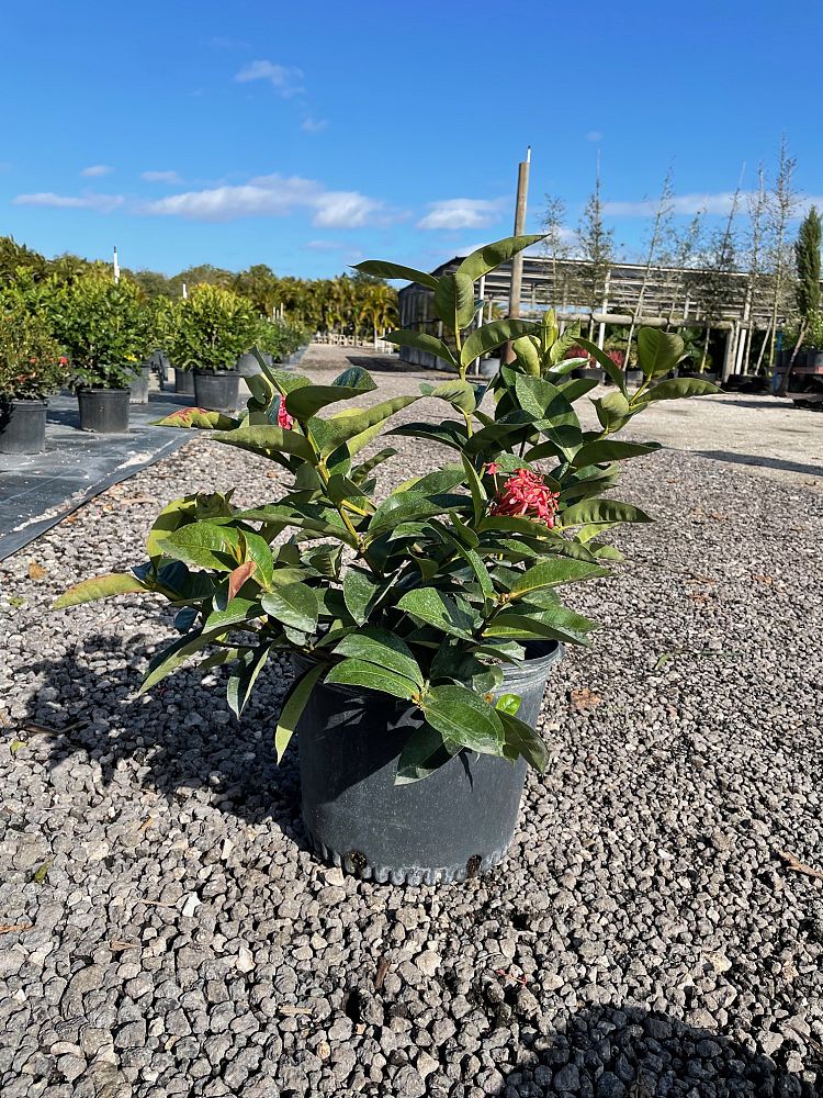ixora-coccinea-nora-grant-flame-of-the-woods-jungle-flame-jungle-geranium