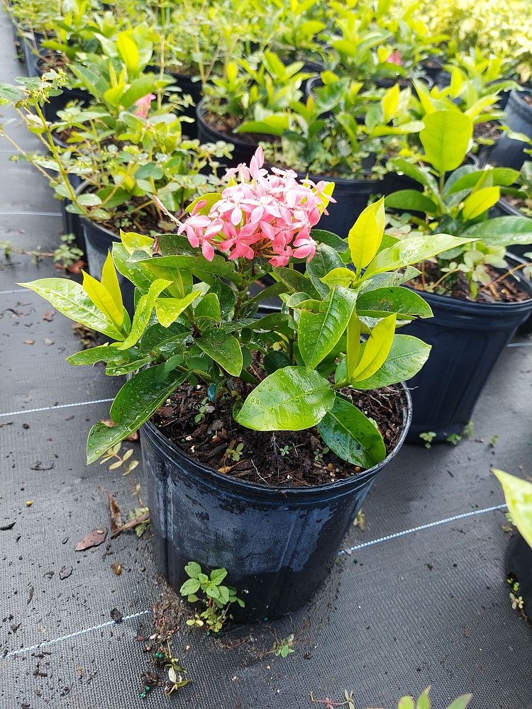 ixora-coccinea-nora-grant-flame-of-the-woods-jungle-flame-jungle-geranium