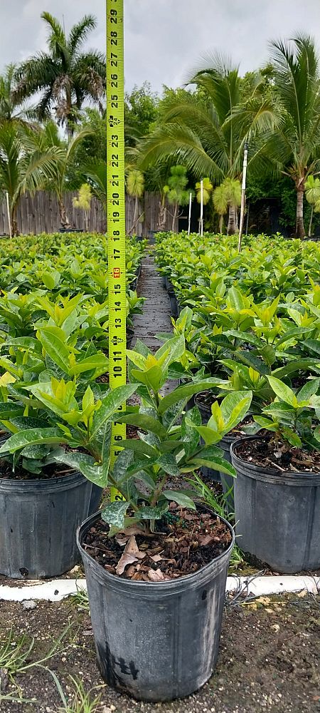 ixora-coccinea-nora-grant-flame-of-the-woods-jungle-flame-jungle-geranium