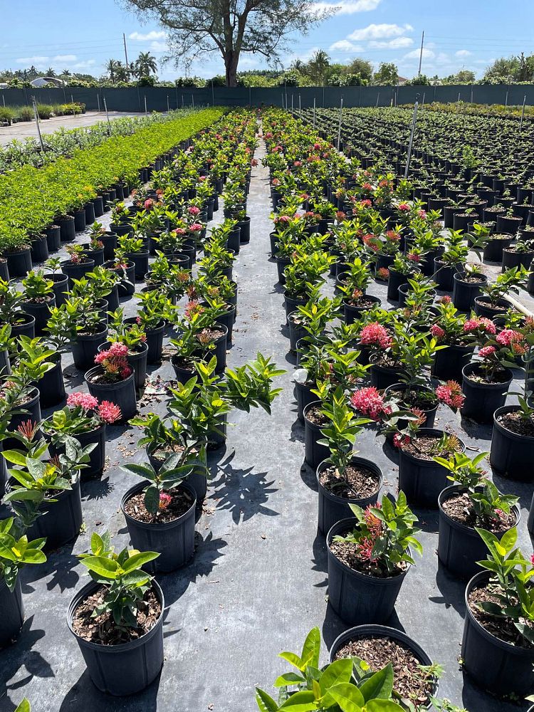 ixora-coccinea-nora-grant-flame-of-the-woods-jungle-flame-jungle-geranium