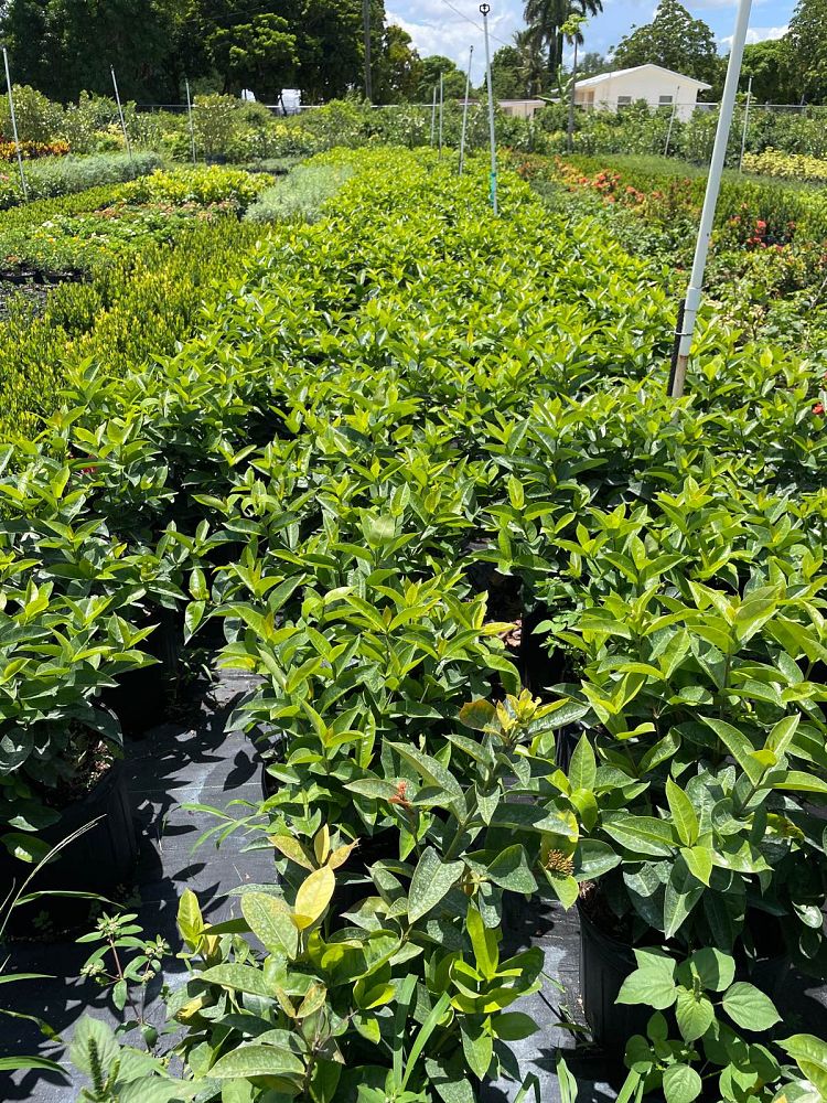 ixora-coccinea-nora-grant-flame-of-the-woods-jungle-flame-jungle-geranium