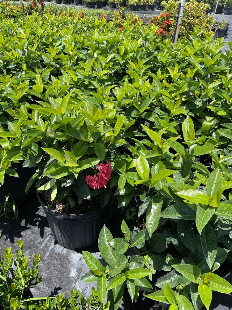 ixora-coccinea-nora-grant-flame-of-the-woods-jungle-flame-jungle-geranium