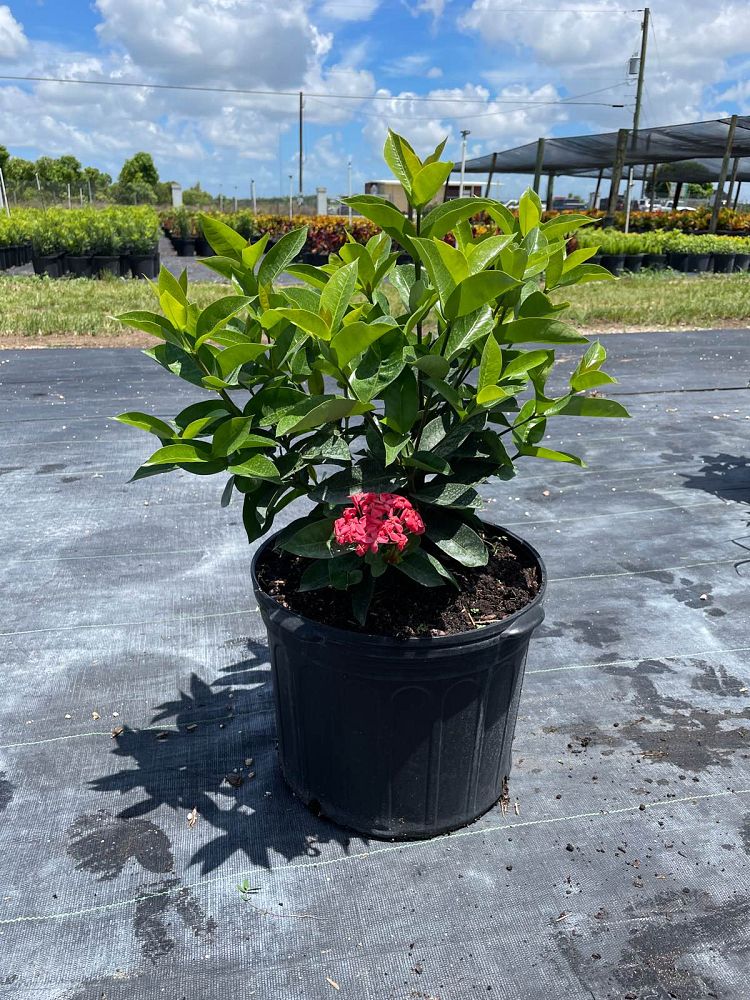 ixora-coccinea-nora-grant-flame-of-the-woods-jungle-flame-jungle-geranium