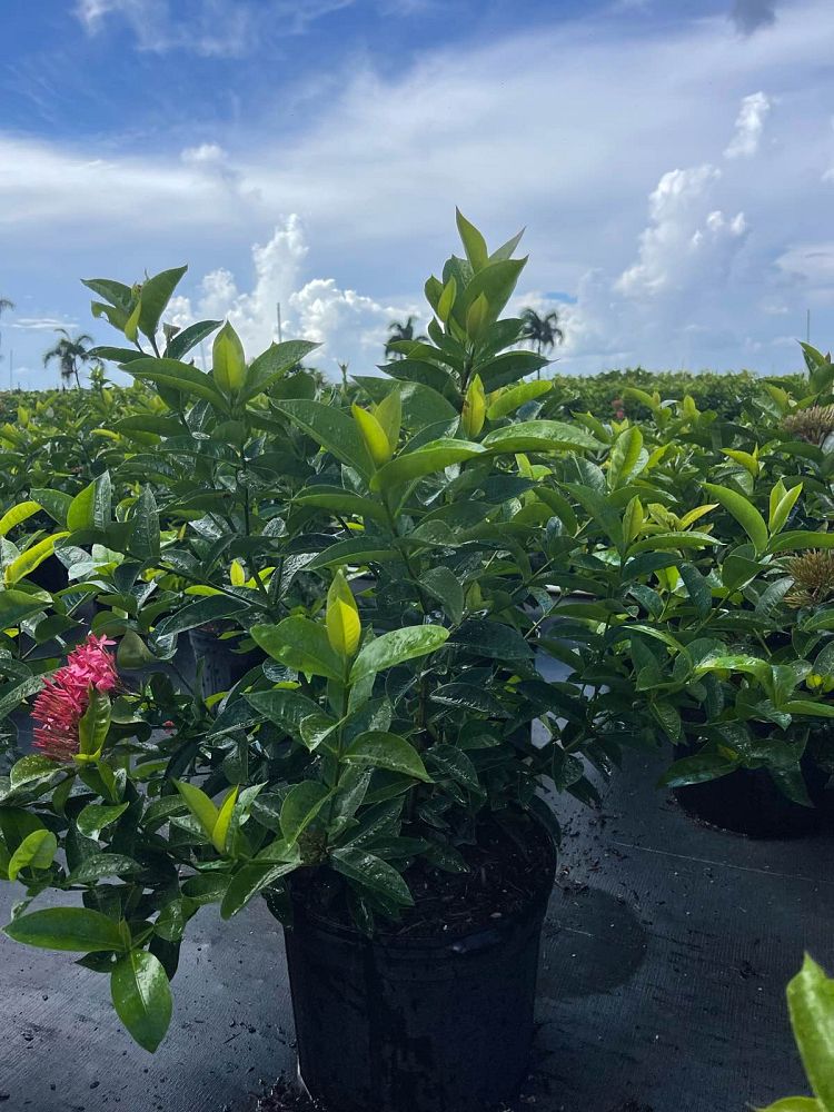 ixora-coccinea-nora-grant-flame-of-the-woods-jungle-flame-jungle-geranium