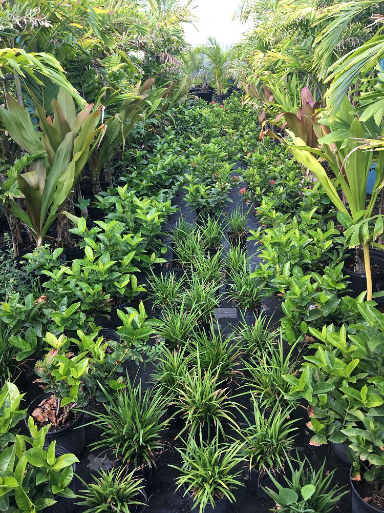 ixora-coccinea-nora-grant-flame-of-the-woods-jungle-flame-jungle-geranium