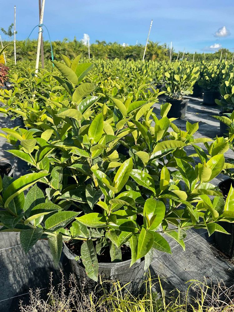 ixora-coccinea-nora-grant-flame-of-the-woods-jungle-flame-jungle-geranium