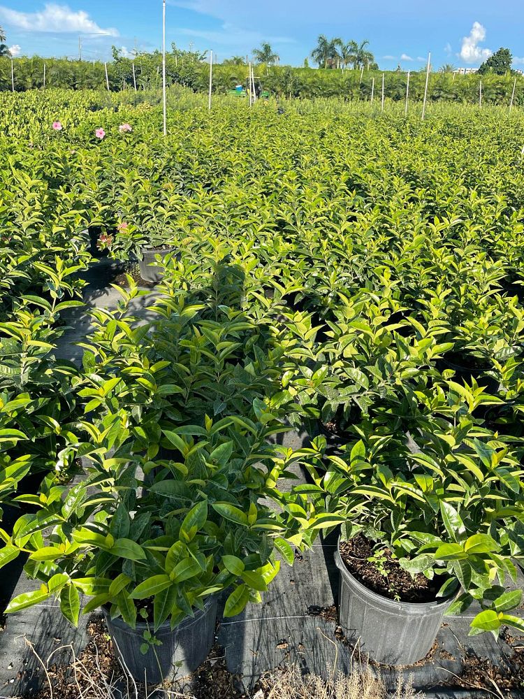 ixora-coccinea-nora-grant-flame-of-the-woods-jungle-flame-jungle-geranium
