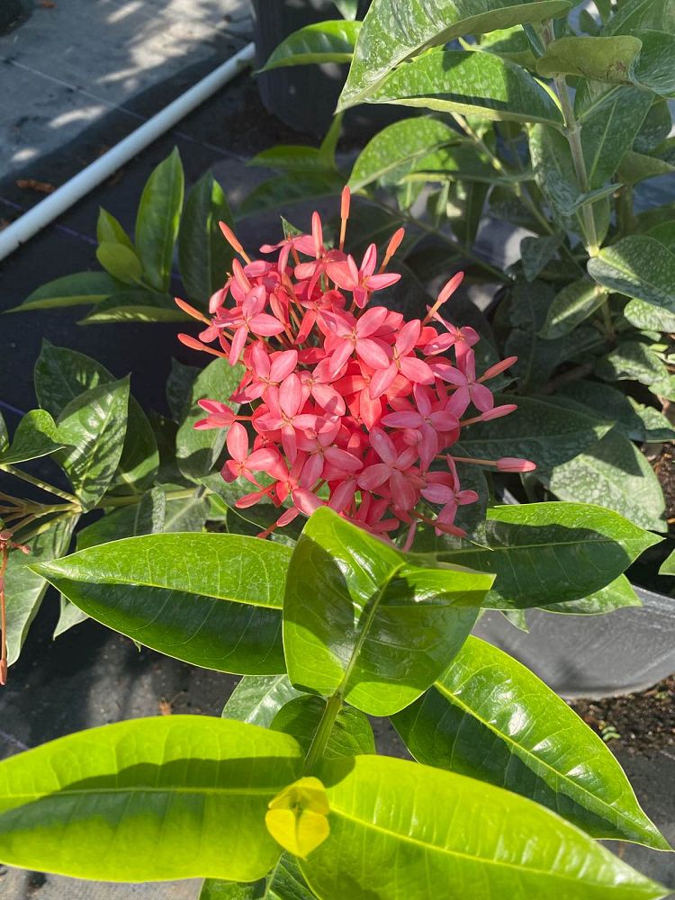 ixora-coccinea-nora-grant-flame-of-the-woods-jungle-flame-jungle-geranium