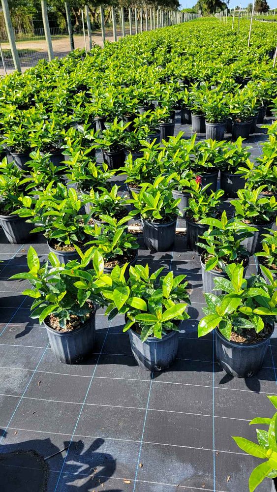 ixora-coccinea-nora-grant-flame-of-the-woods-jungle-flame-jungle-geranium