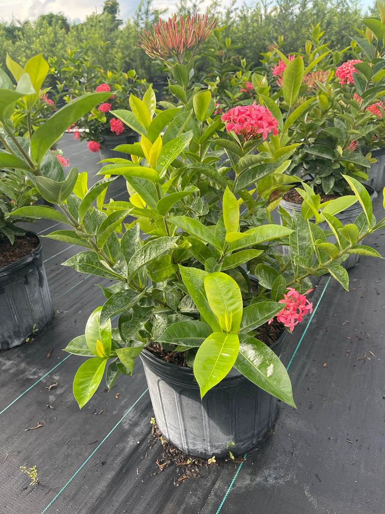 ixora-coccinea-nora-grant-flame-of-the-woods-jungle-flame-jungle-geranium