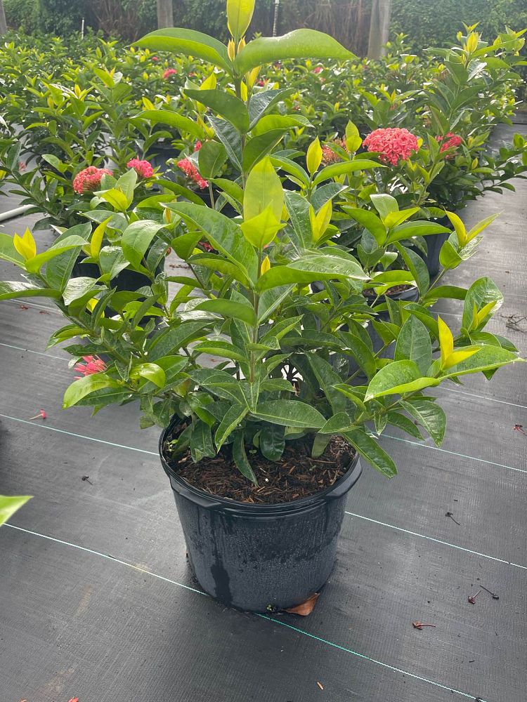 ixora-coccinea-nora-grant-flame-of-the-woods-jungle-flame-jungle-geranium