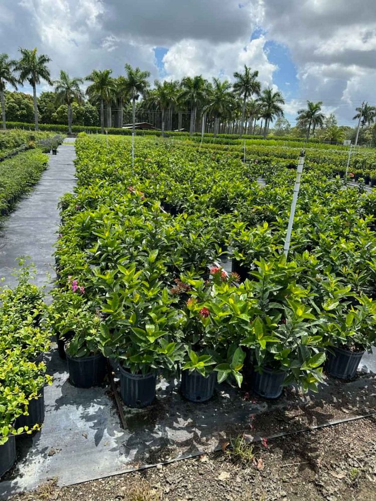 ixora-coccinea-nora-grant-flame-of-the-woods-jungle-flame-jungle-geranium