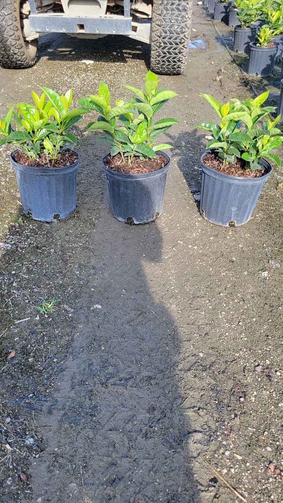 ixora-coccinea-nora-grant-flame-of-the-woods-jungle-flame-jungle-geranium