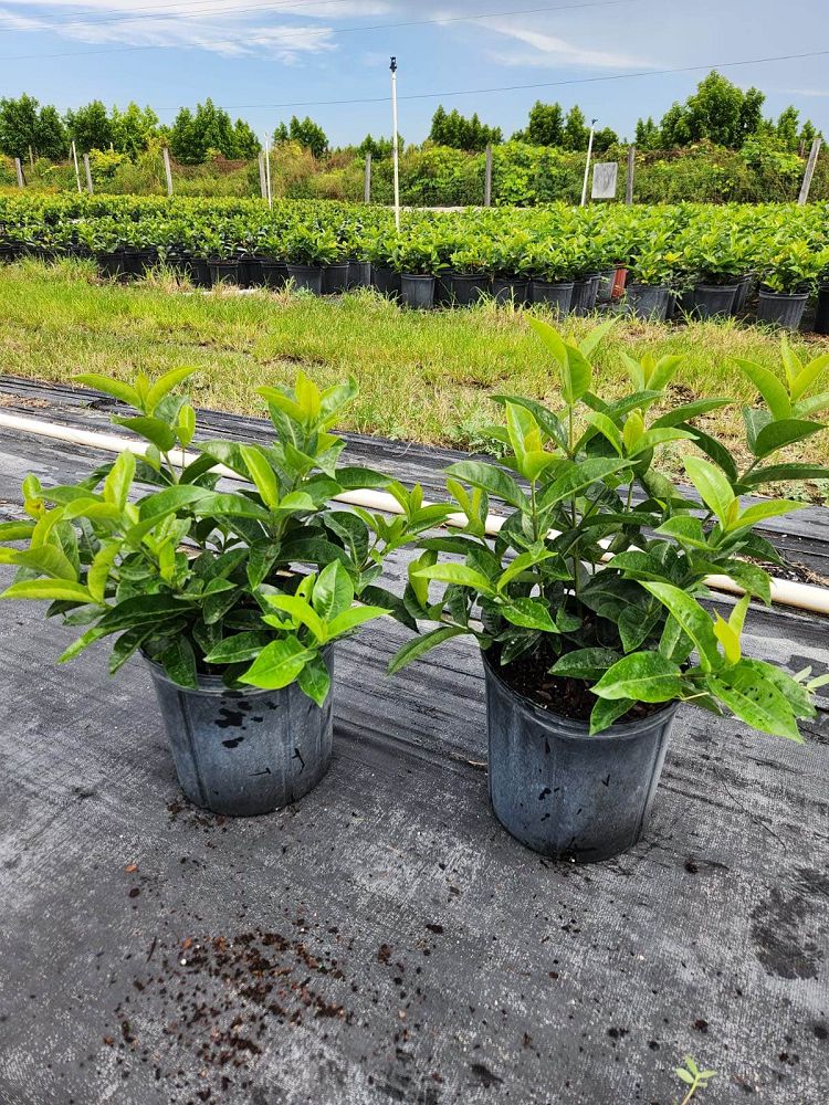 ixora-coccinea-nora-grant-flame-of-the-woods-jungle-flame-jungle-geranium