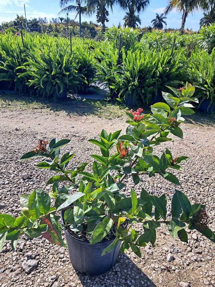 ixora-coccinea-nora-grant-flame-of-the-woods-jungle-flame-jungle-geranium