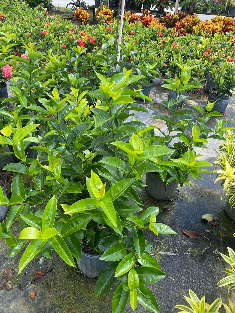 ixora-coccinea-nora-grant-flame-of-the-woods-jungle-flame-jungle-geranium