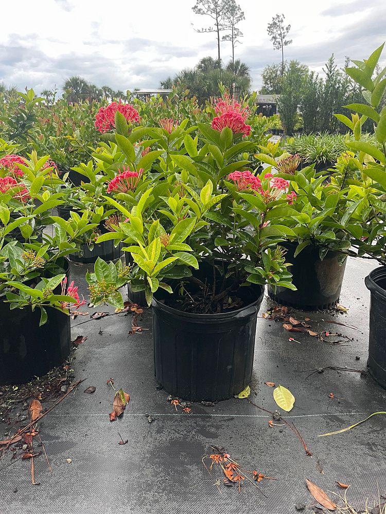 ixora-coccinea-nora-grant-flame-of-the-woods-jungle-flame-jungle-geranium