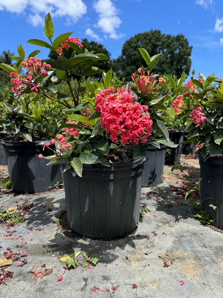 ixora-coccinea-nora-grant-flame-of-the-woods-jungle-flame-jungle-geranium