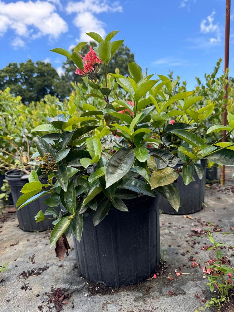 ixora-coccinea-nora-grant-flame-of-the-woods-jungle-flame-jungle-geranium