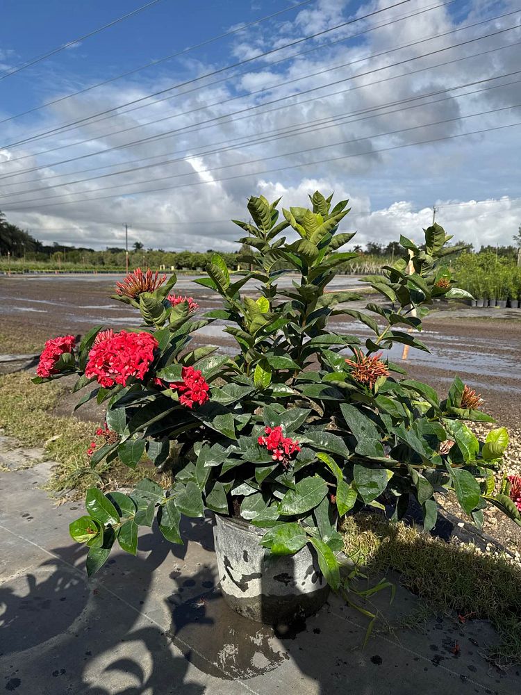 ixora-coccinea-nora-grant-flame-of-the-woods-jungle-flame-jungle-geranium