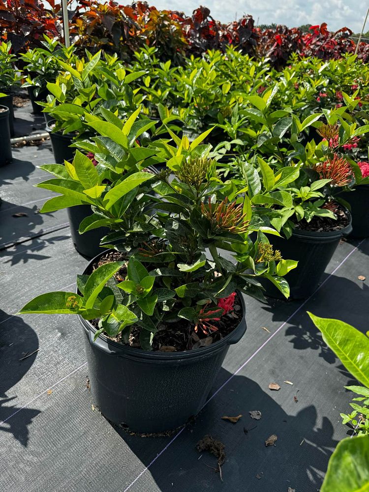 ixora-coccinea-nora-grant-flame-of-the-woods-jungle-flame-jungle-geranium
