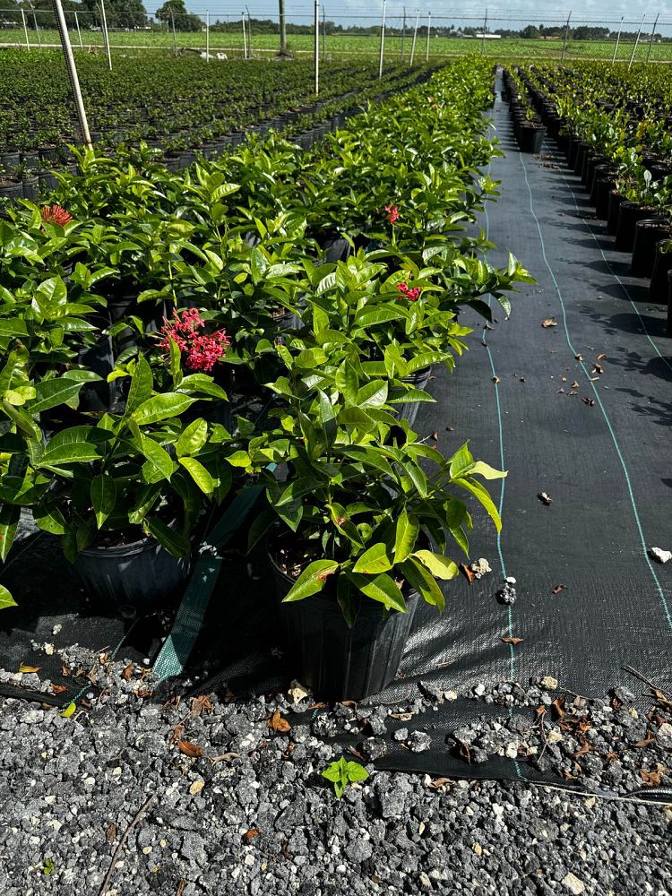 ixora-coccinea-nora-grant-flame-of-the-woods-jungle-flame-jungle-geranium