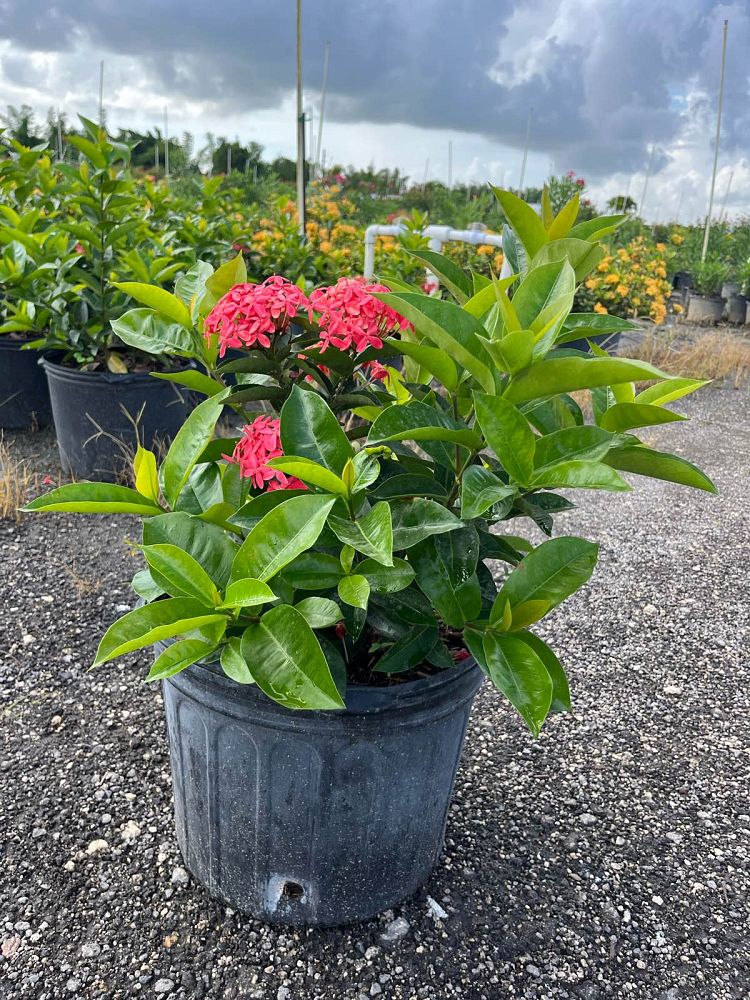 ixora-coccinea-nora-grant-flame-of-the-woods-jungle-flame-jungle-geranium