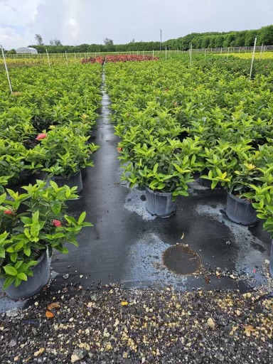 ixora-coccinea-nora-grant-flame-of-the-woods-jungle-flame-jungle-geranium
