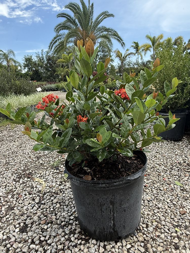 ixora-coccinea-nora-grant-flame-of-the-woods-jungle-flame-jungle-geranium