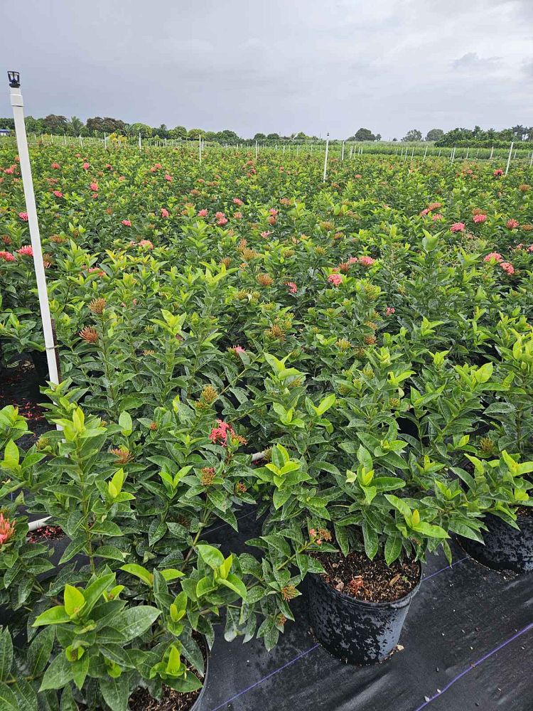 ixora-coccinea-nora-grant-flame-of-the-woods-jungle-flame-jungle-geranium