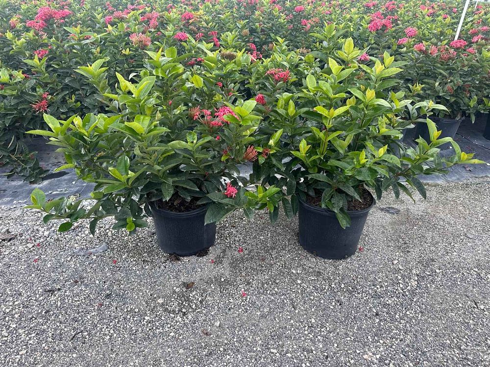 ixora-coccinea-nora-grant-flame-of-the-woods-jungle-flame-jungle-geranium